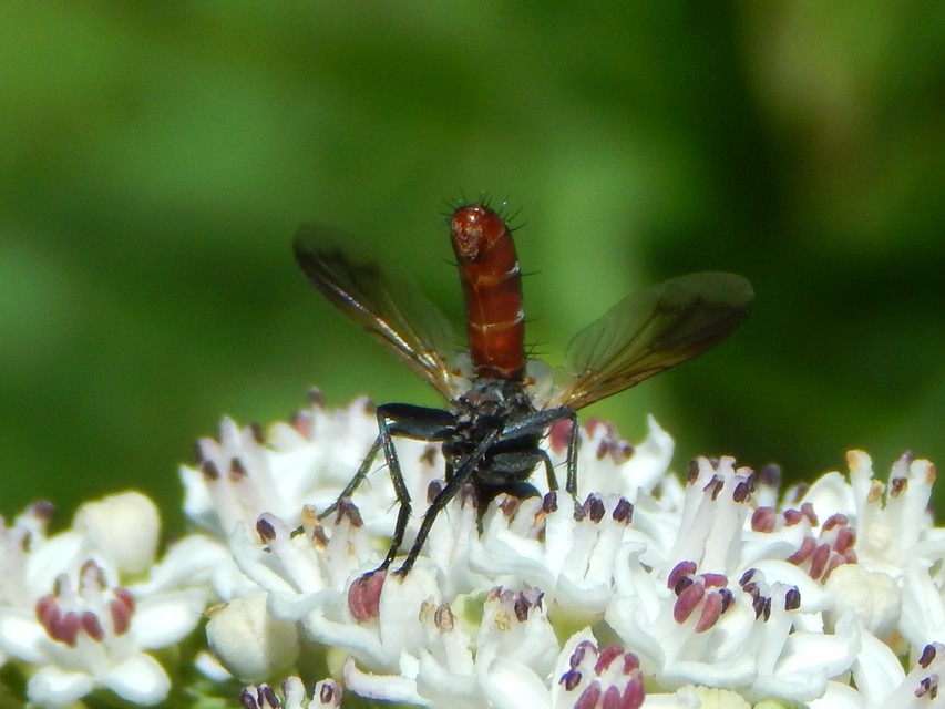 Cylindromyia bicolor