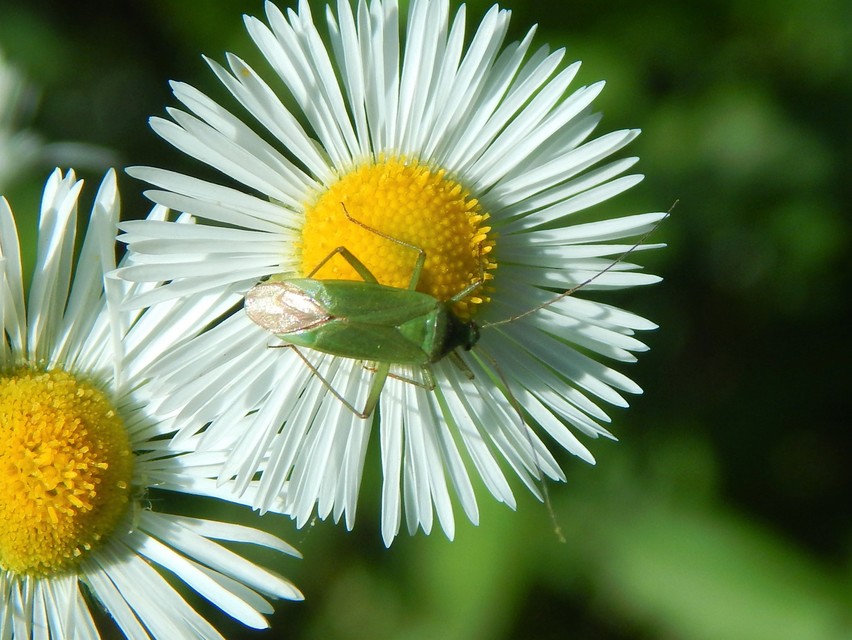Miridae - mezeipoloskák