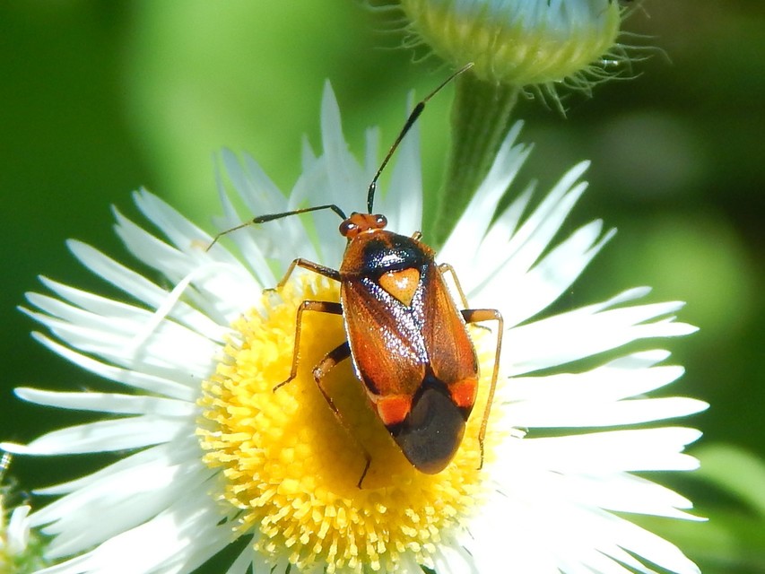 Deraeocoris ruber - vöröses mezeipoloska