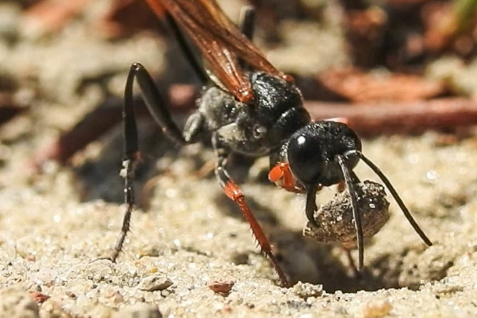 Ammophila heydeni - vöröslábú hernyóölődarázs