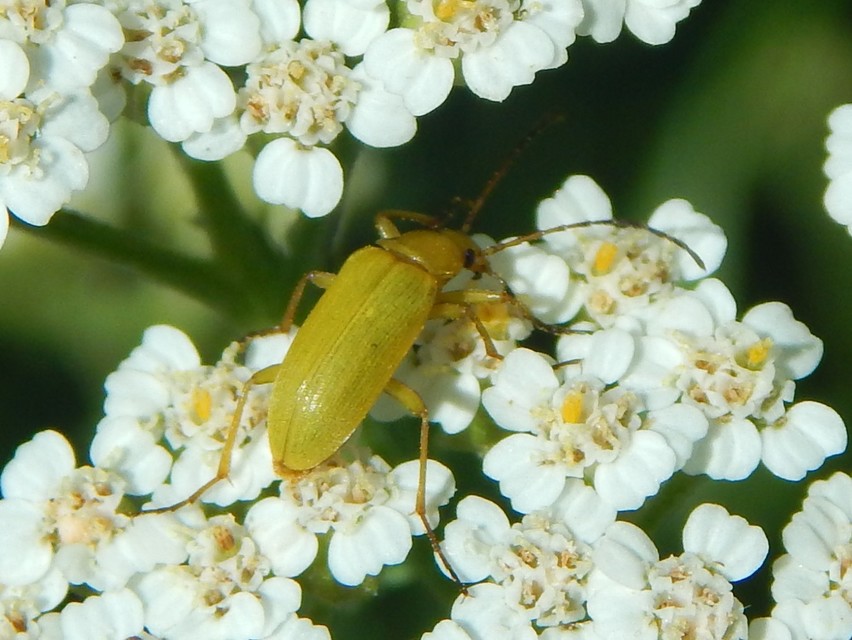 Cteniopus sulphureus - közönséges kénbogár Cteniopus sulphureus - közönséges kénbogár