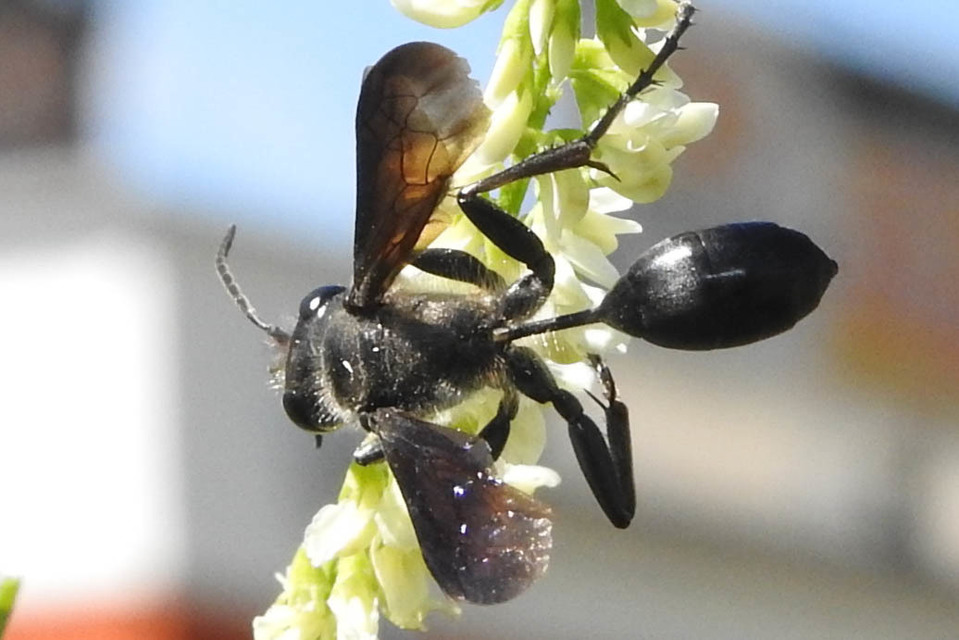 Isodontia mexicana - mexikói fűdarázs