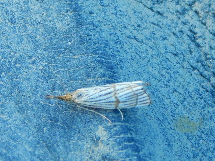 Chrysocrambus linetella - déli fűgyökérmoly