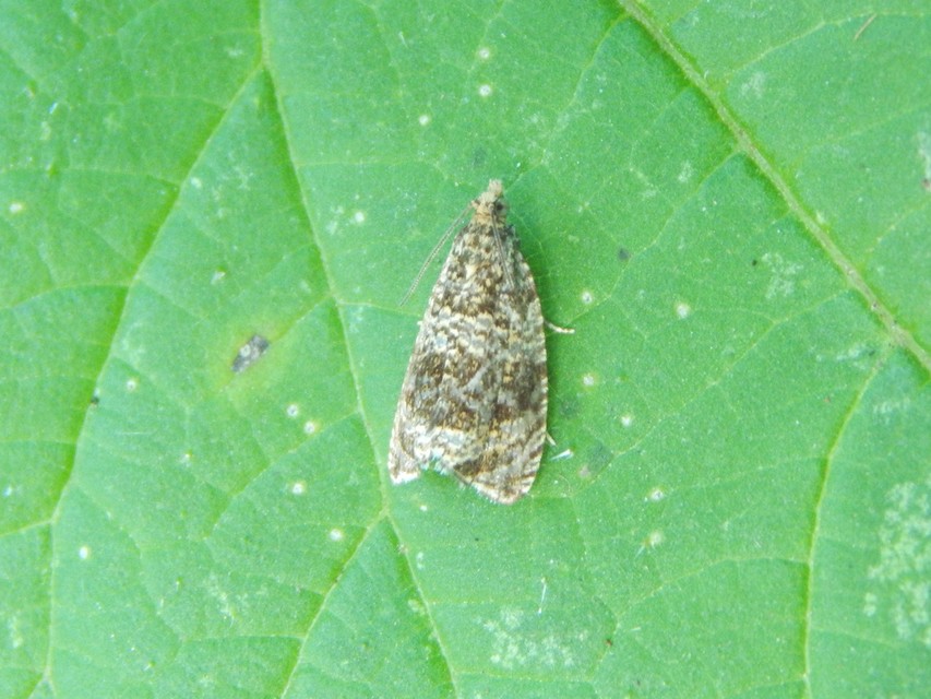 Celypha lacunana - vízparti tükrösmoly