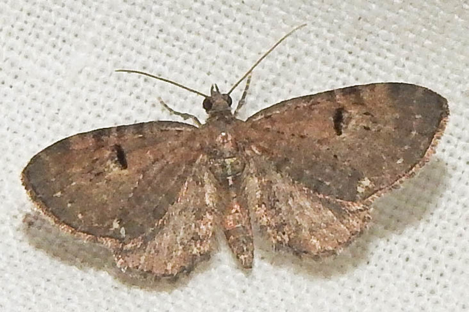 Eupithecia assimilata - komló-törpearaszoló