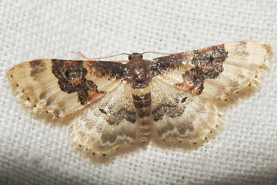 Idaea rusticata - tarka apróaraszoló