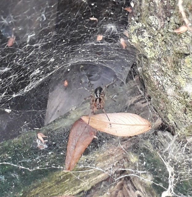 Agelena labyrinthica - illó tölcsérpók