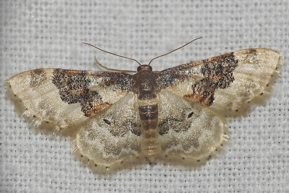 Idaea rusticata - tarka apróaraszoló