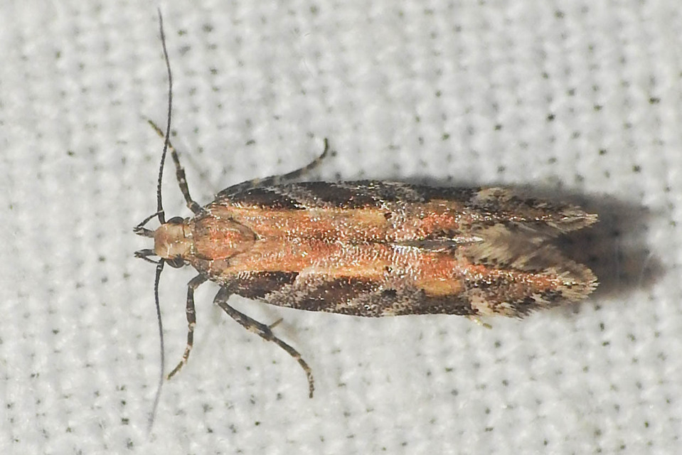 Aristotelia