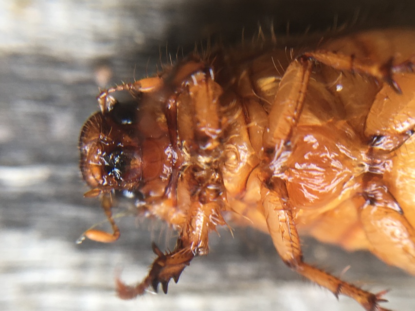 Amphimallon assimile - kis sárgacserebogár