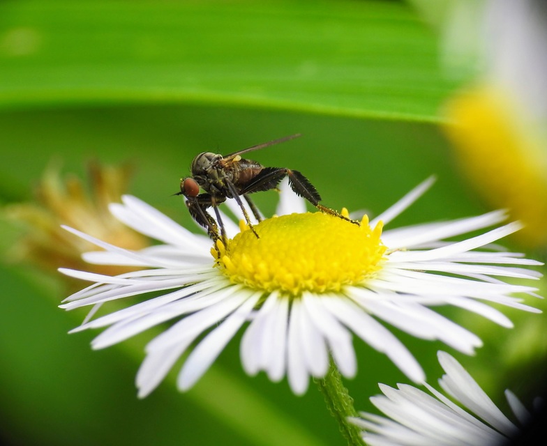 Empis pennipes - tollaslábú táncoslégy