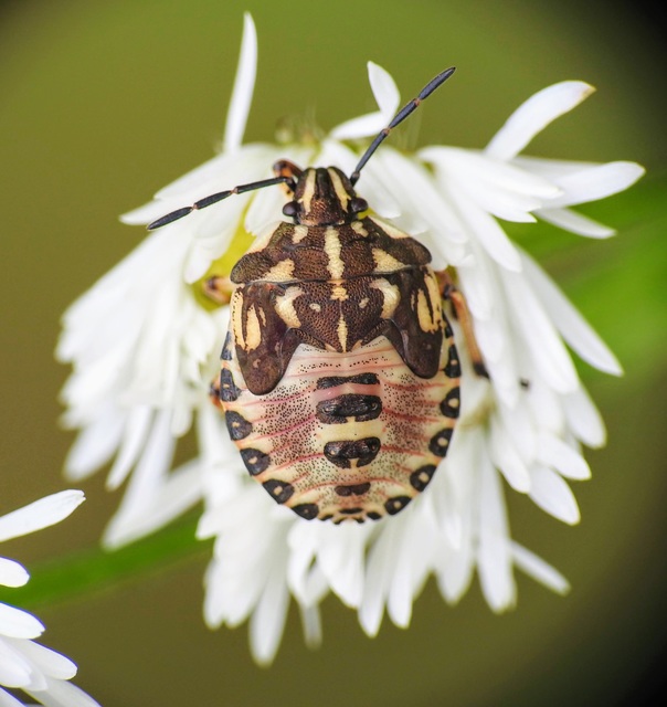 Carpocoris