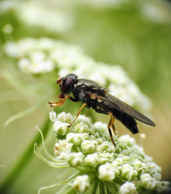 Cheilosia