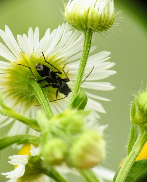 Chlorophorus sartor - feketevállú darázscincér