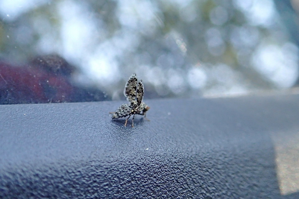 Callopistromyia annulipes - pávalégy
