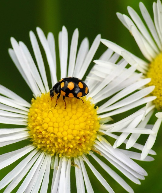 Coccinula quatuordecimpustulata - feketesárga katóka