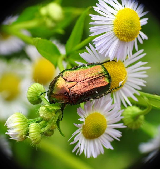 Cetonia aurata - aranyos virágbogár