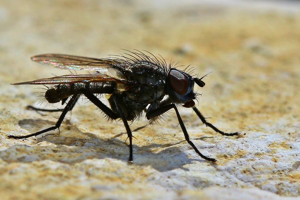 Anthomyiidae - viráglegyek
