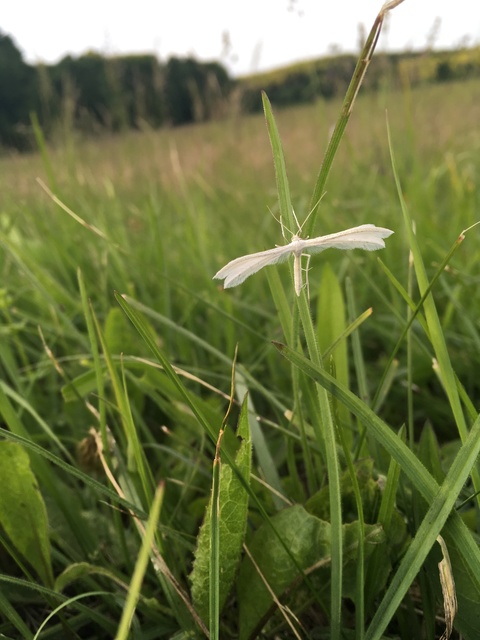 Pterophorus pentadactyla - fehér tollasmoly