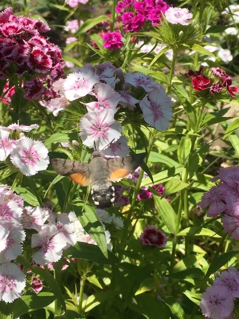 Macroglossum stellatarum - kacsafarkú szender