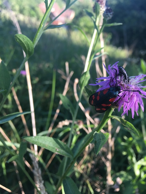 Zygaena filipendulae - acélszínű csüngőlepke