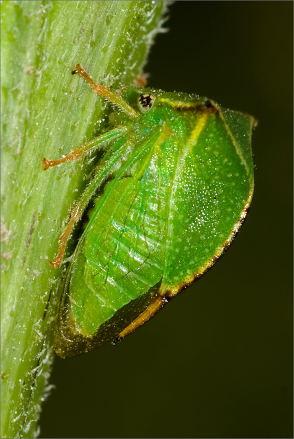 Stictocephala bisonia - bivalykabóca