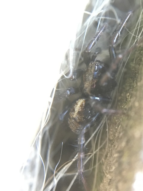 Arctosa lutetiana