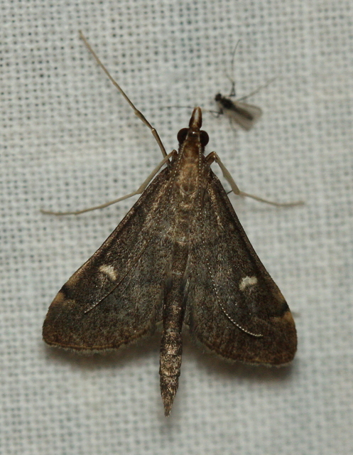 Dolicharthria punctalis - hosszúlábú tűzmoly