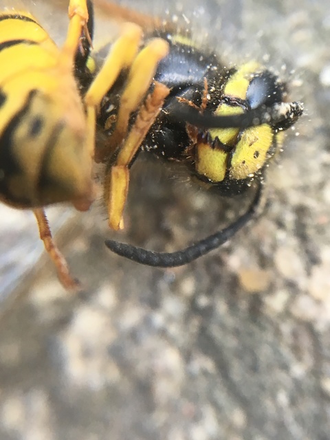 Vespula germanica - német darázs
