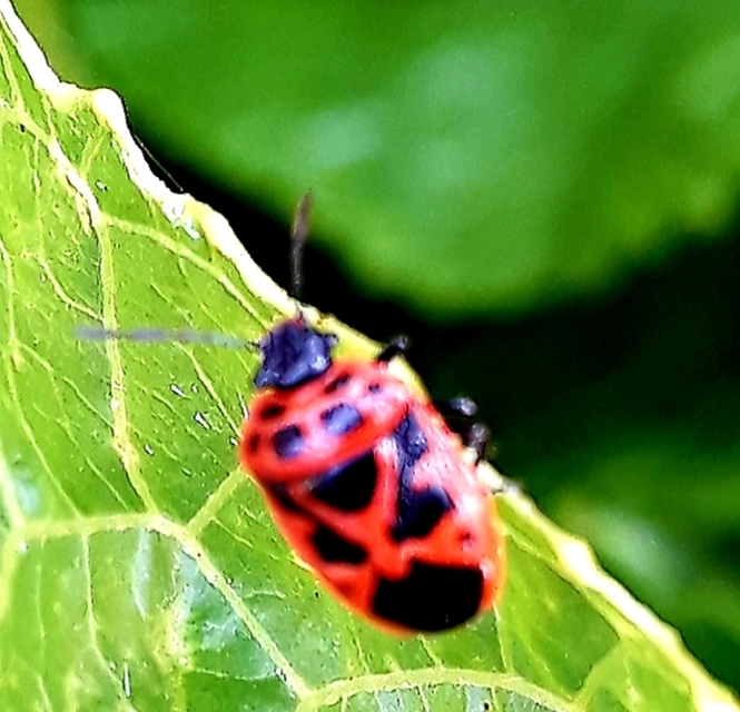 Eurydema dominulus Eurydema dominulus