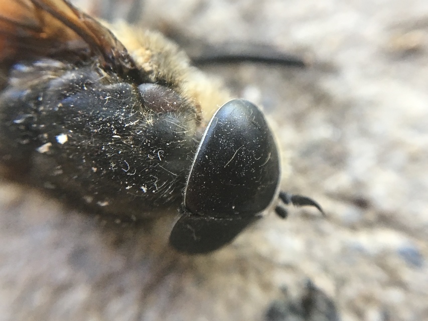 Tabanus