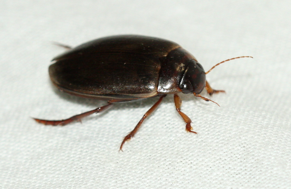 Colymbetes fuscus - gyakori recéscsíkbogár