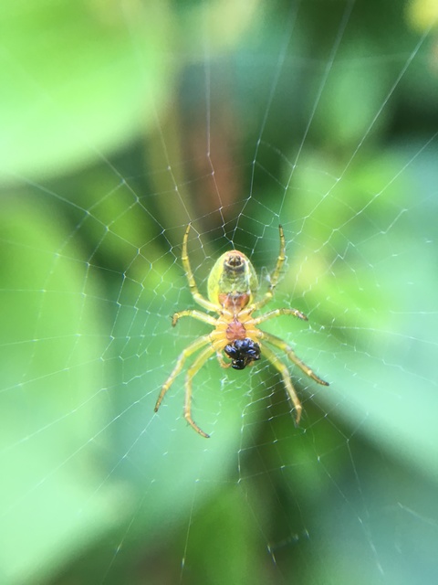 Araniella