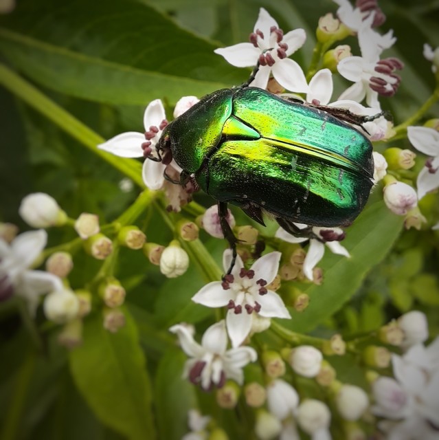 Cetonia aurata - aranyos virágbogár Cetonia aurata - aranyos virágbogár