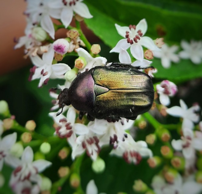 Cetonia aurata - aranyos virágbogár Cetonia aurata - aranyos virágbogár