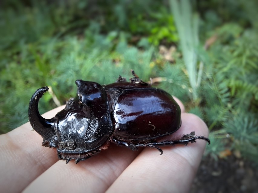 Oryctes nasicornis - orrszarvú bogár Oryctes nasicornis - orrszarvú bogár