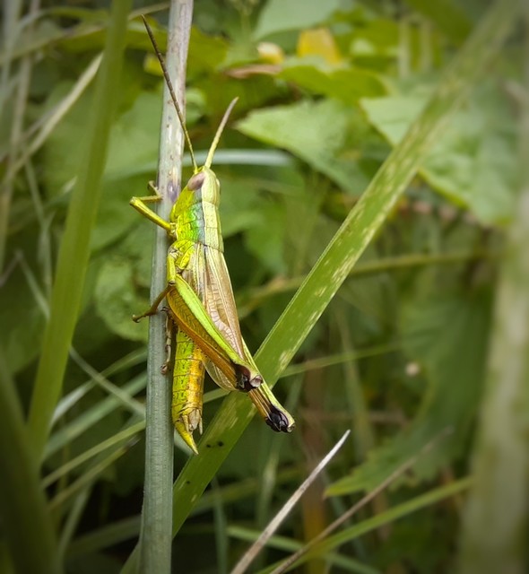 Chrysochraon dispar - aranyos sáska