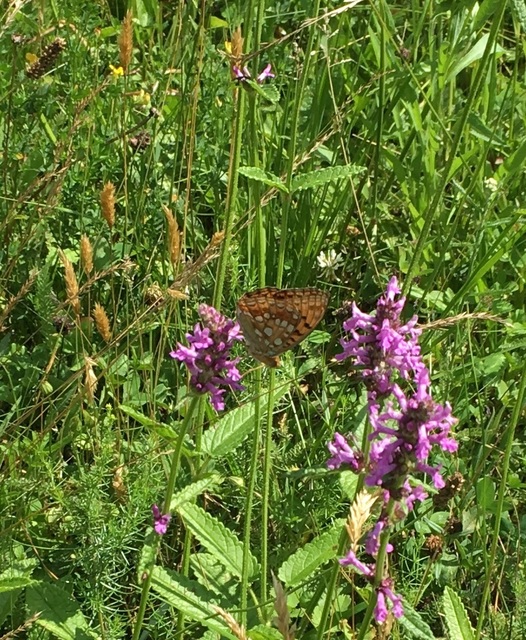 Argynnis adippe - ezüstös gyöngyházlepke