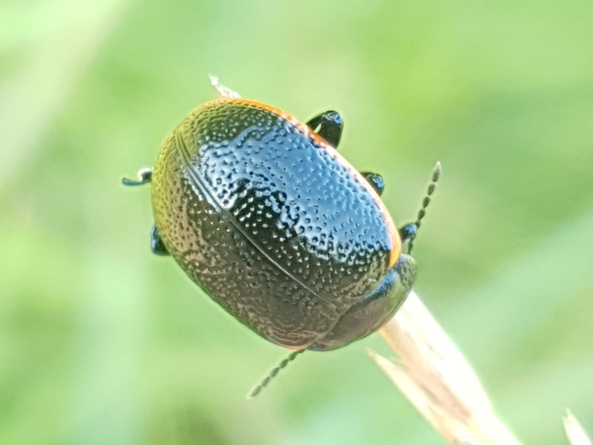 Chrysolina kuesteri - ráncos szegélyeslevelész