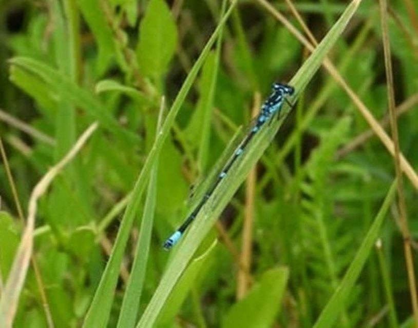 Coenagrion pulchellum - karcsú légivadász