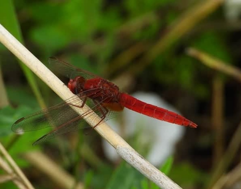 Crocothemis erythraea - skarlát szitakötő