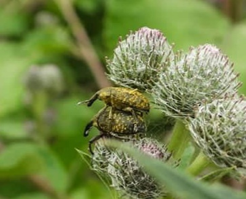 Larinus sturnus - aszat-púderbarkó