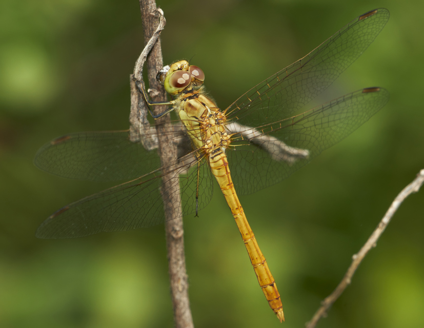 Sympetrum meridionale - fakó katona-szitakötő
