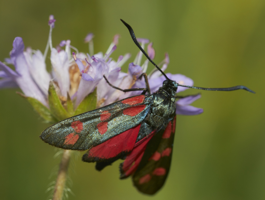 Zygaena filipendulae - acélszínű csüngőlepke