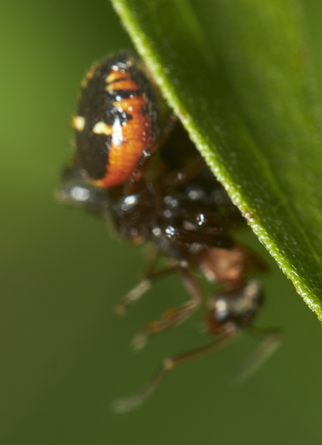 Synema globosum - fekete-sárga karolópók