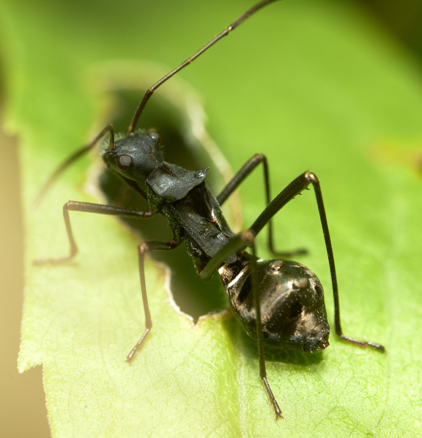 Alydidae - tövispoloskák