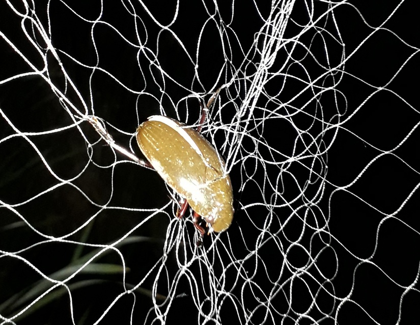 Hydrophilus