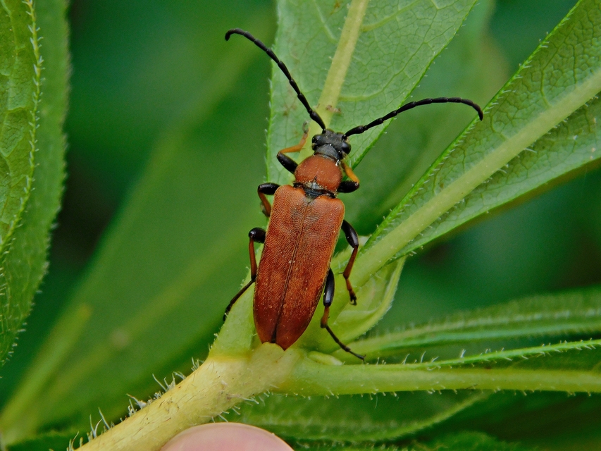 Stictoleptura rubra - vörös virágcincér