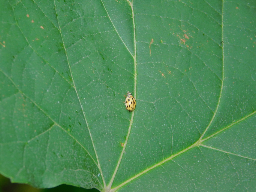 Propylea quatuordecimpunctata - tizennégypettyes füsskata