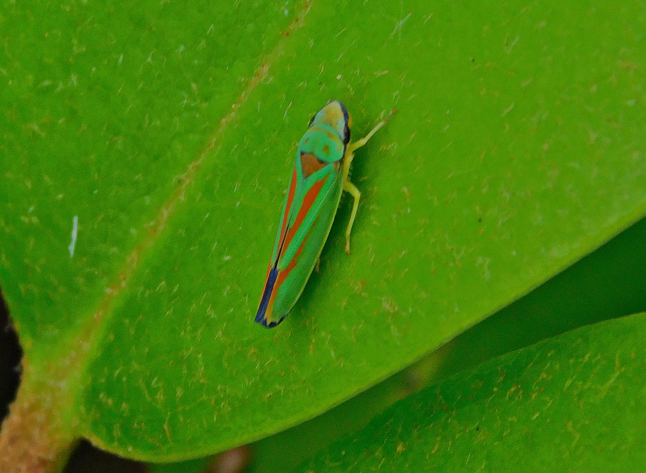 Graphocephala fennahi - rododendron-kabóca